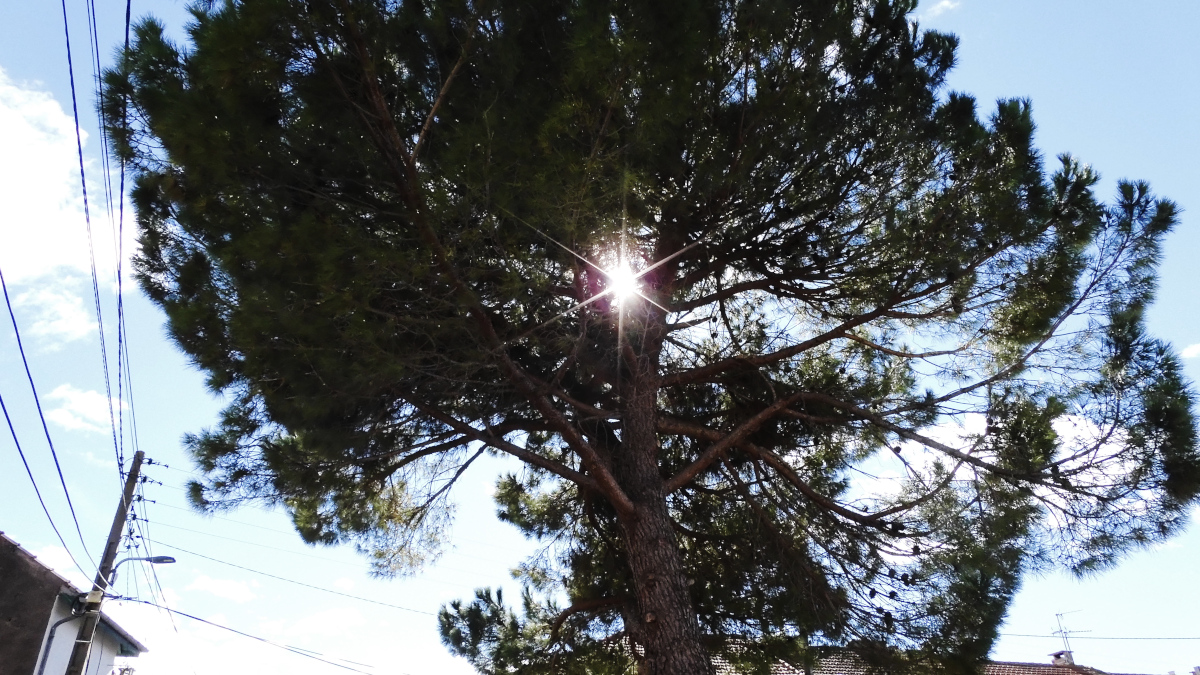 pinus pinea